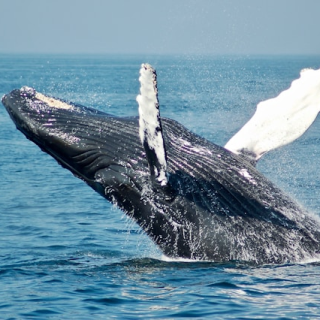 Visite baleines