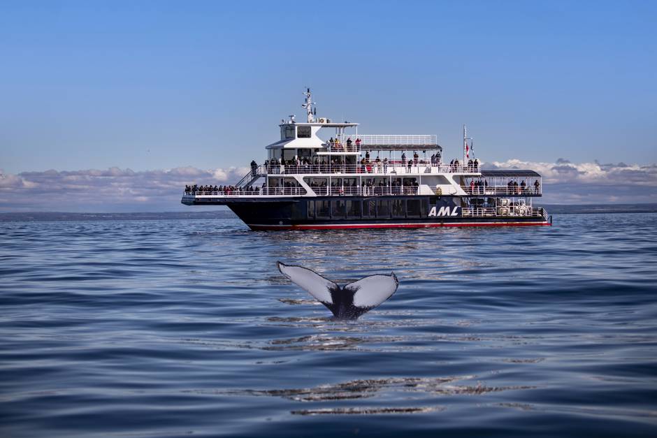 Visite baleines